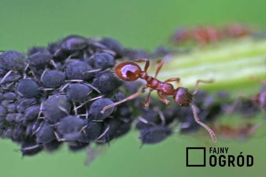 Mszycom towarzyszą często mrówki zwabione ich słodką wydzieliną - spadzią