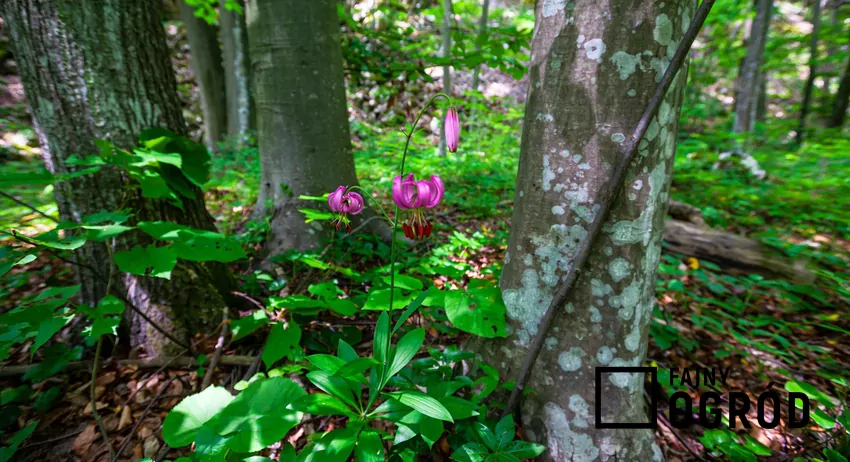Lilia złotogłów w naturalnym środowisku