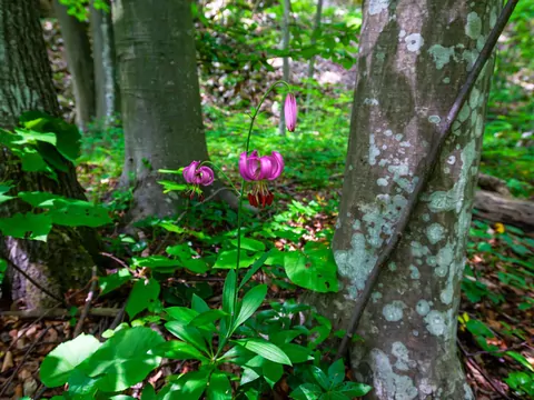 Lilia złotogłów w ogrodzie