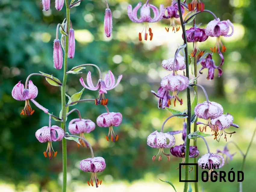 Lilia złotogłów o fioletowych kwiatach