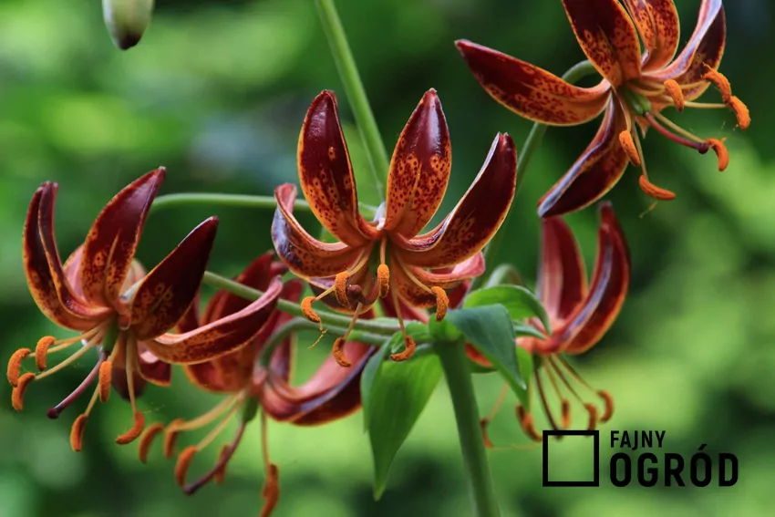 Lilie złotogłów o czerwonych kwiatach