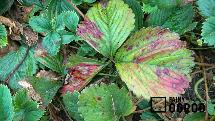 plamy na liściach poziomki