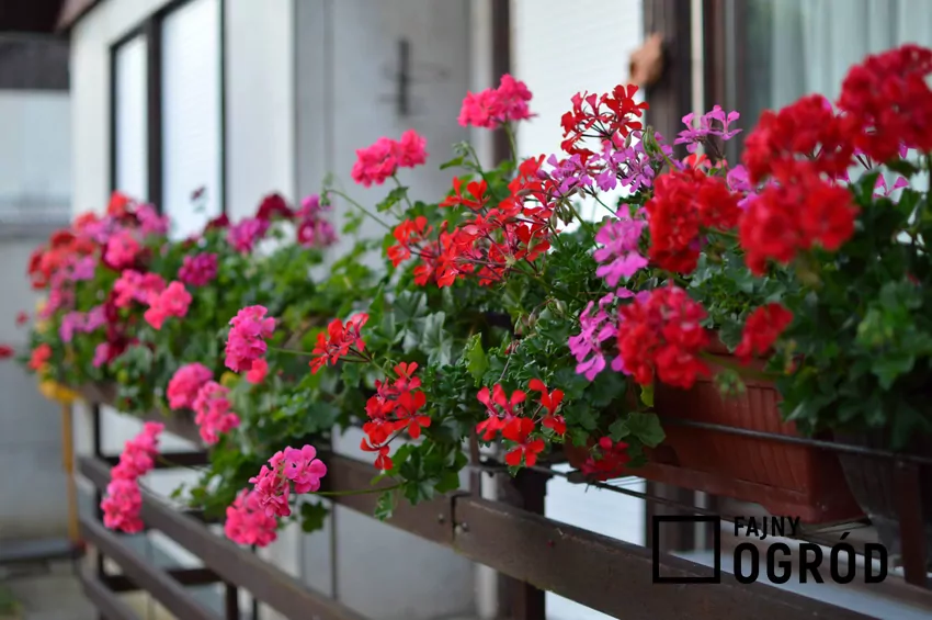 Pelargonie czerwone i różowe w doniczkach na parapecie, a także porady, jak podlewać pelargonie krok po kroku