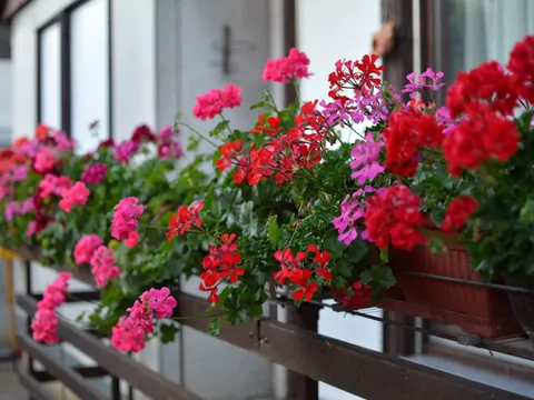 Podlewanie i nawożenie pelargonii