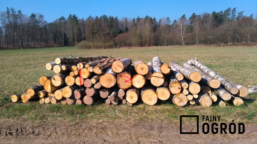 Sortyment S2A to wałki proste i bez zgnilizny miękkiej