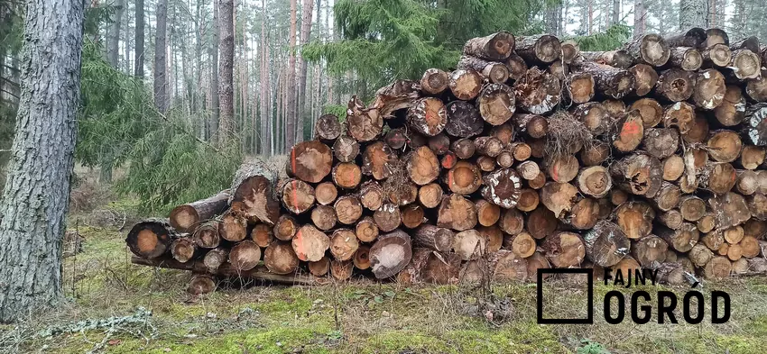 Drewno S4 może mieć zgniliznę miękką do 50% czoła