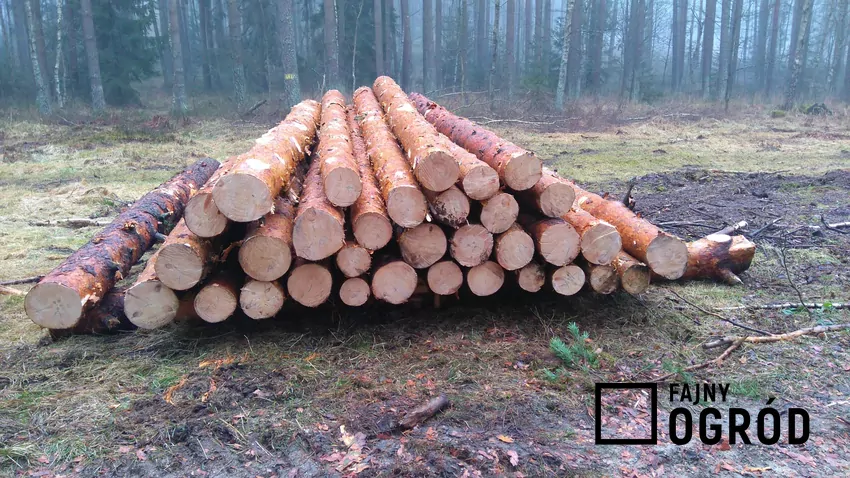 Drewno wielkowymiarowe stanowi grupę sortymentów wyższych jakościowo od drewna średniowymiarowego