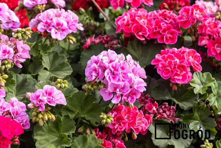 Różowe i czerwone pelargonie