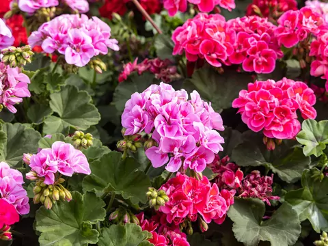 Jodyna do pelargonii