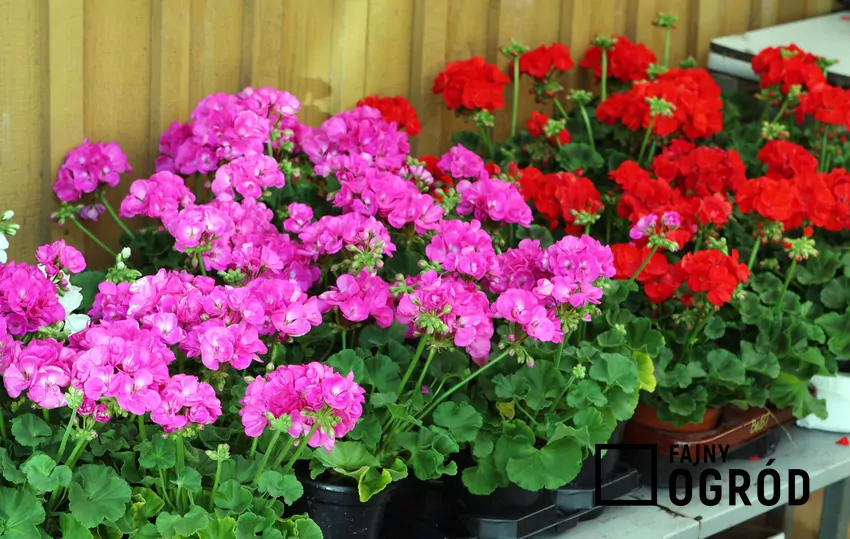 Pelargonie w doniczkach