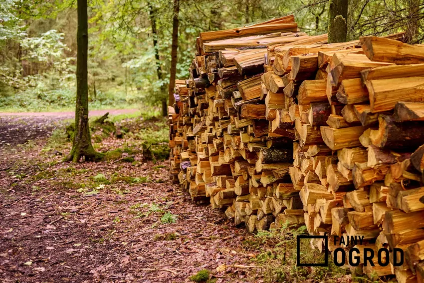 Zakup drewna w LP jest korzystny dla osób dysponujących czasem i sprzętem
