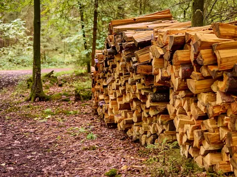 Drewno opałowe z Lasów Państwowych - cena