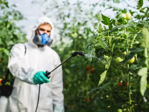 Oprysk pomidorów: terminy i preparaty