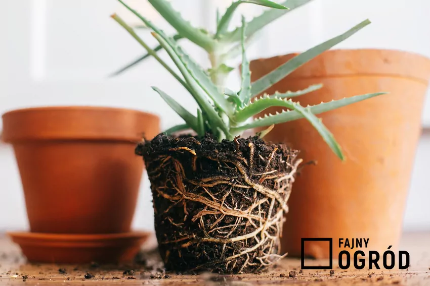 Aloes bez doniczki gotowy do przesadzenia, a także jak przesadzać aloes, przesadzanie aloesu