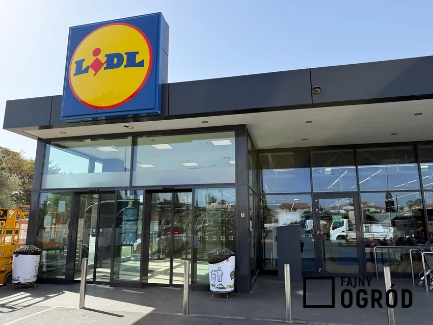 Lidl sklep