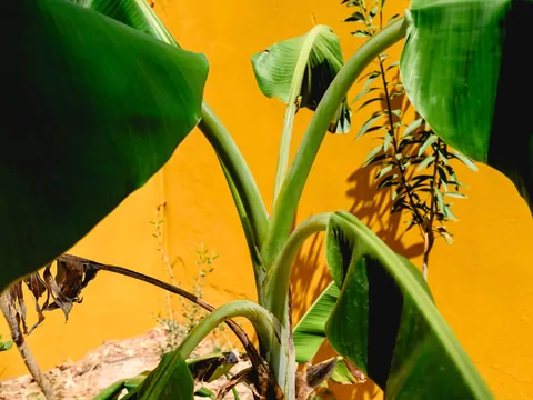 Uprawa bananowca w domu
