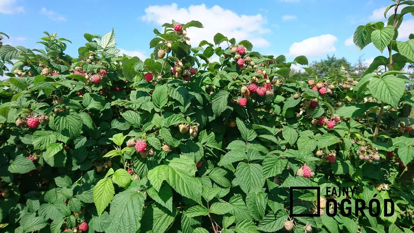 Jako rośliny leśne, maliny lubią glebę próchniczną i żyzną