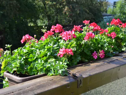Nawożenie pelargonii w czerwcu