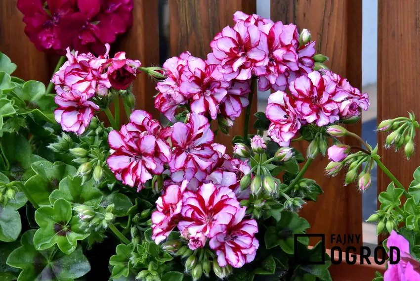 liczne odmiany pelargonii różnią się wielkością i kolorem kwiatów oraz pokrojem