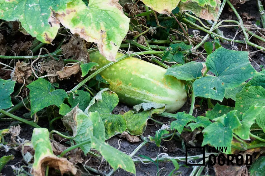 Ogórek rosnący w ogrodzie, a także porady czym podlewać ogórki krok po kroku