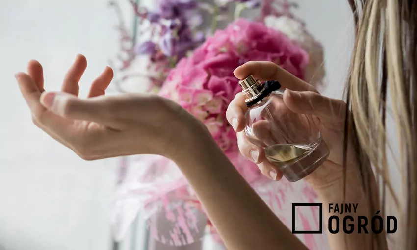Kobieta testuje perfumy