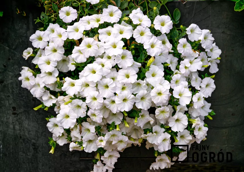 Obfite kwitnienie petunii wymaga odpowiedniego nawożenia Jednym z warunków efektownego wyglądu surfinii jest wyważone nawożenie