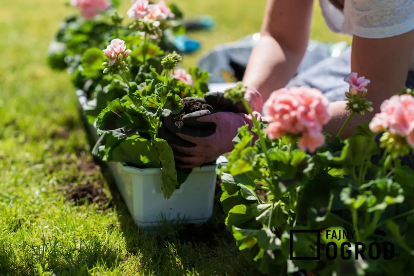 Sadzonki pelargonii: rodzaje i porady