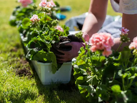 Sadzonki pelargonii: rodzaje i porady