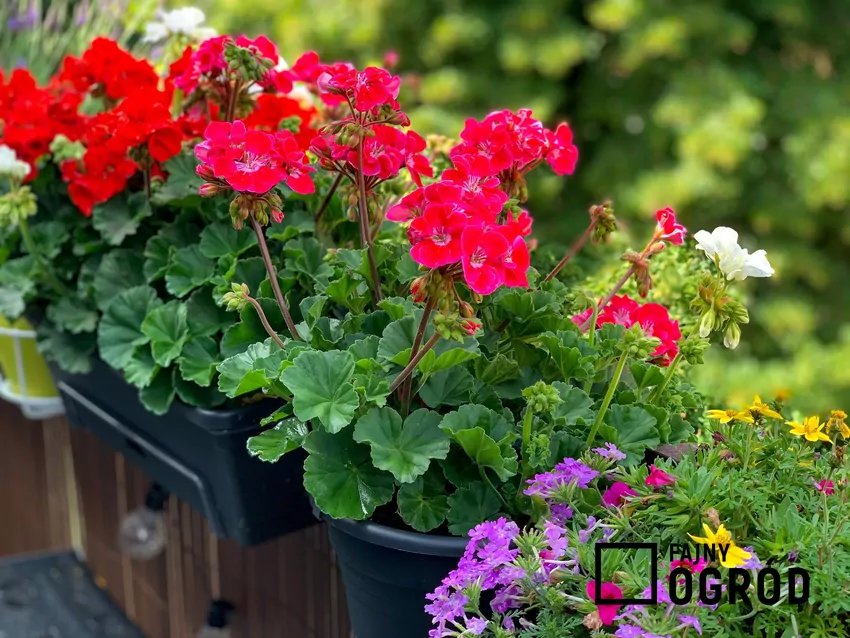 Wypełniacze do pelargonii krok po kroku, czyli jakie rośliny do posadzenia z pelargoniami warto wybrać Piękne pelargonie w doniczce w czasie kwitnienia, a także porady, jakie wypełniacze do pelargonii wybrać