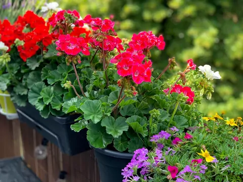 Rośliny do sadzenia z pelargoniami
