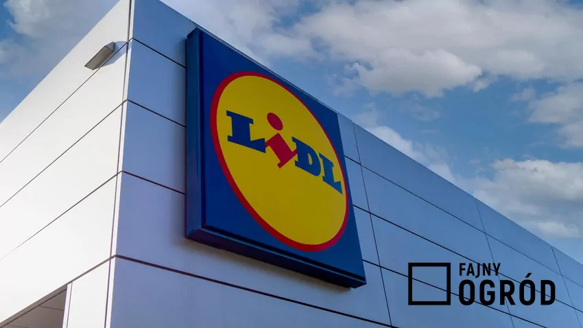Największe sieci handlowe coraz mocniej dostosowują swoją ofertę do wakacyjnego stylu życia klientów Lidl market