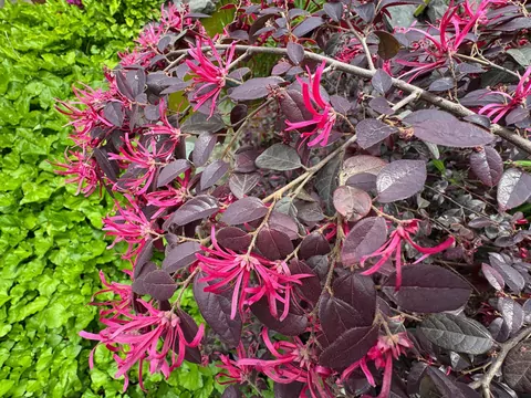 Loropetalum chińskie w ogrodzie