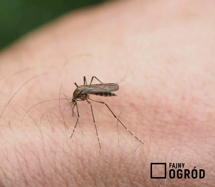 Niektóre osoby s bardziej narażone na ukąszenia komarów niż inne