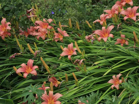 Liliowce w ogrodzie