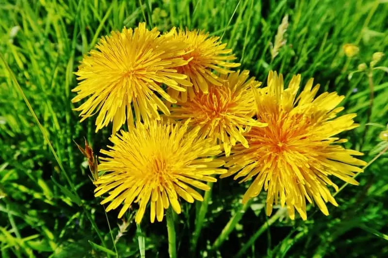 Mniszek lekarski w ogrodzie