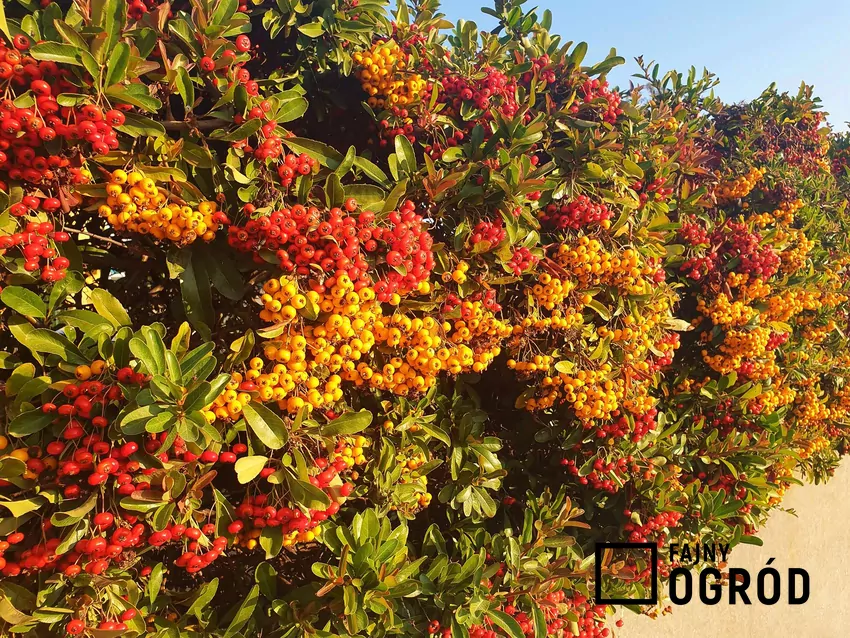 Ognik szkarłatny jesienią