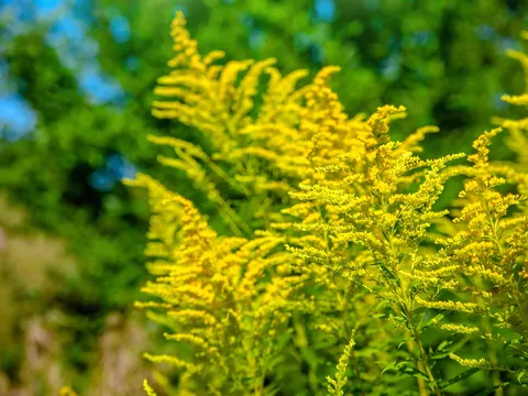 Nawłoć na gnojówkę do nawożenia roślin