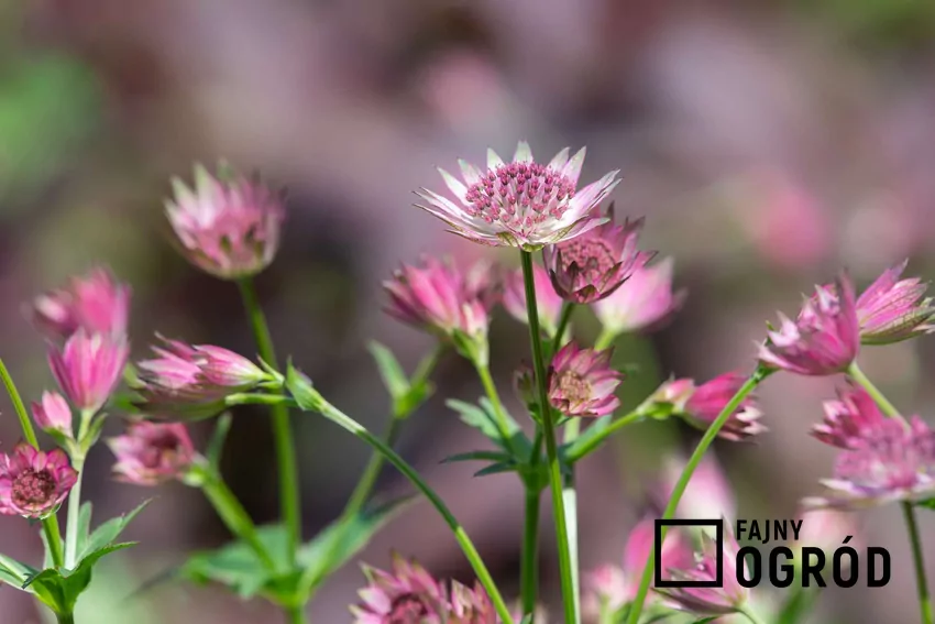 Różowe kwiaty jarzmianki