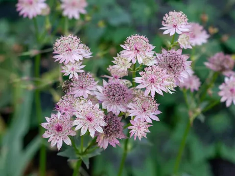 Jarzmianka w ogrodzie