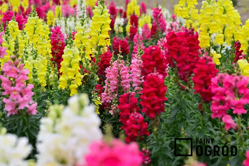 Lwia paszcza posadzona w sierpniu zakwitnie już po kilku tygodniach i będzie kwitła aż do przymrozków Kolorowe kwiaty lwiej paszczy
