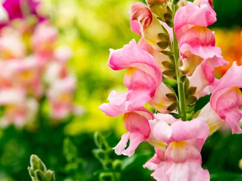 Lwia paszcza może być posadzona w sierpniu