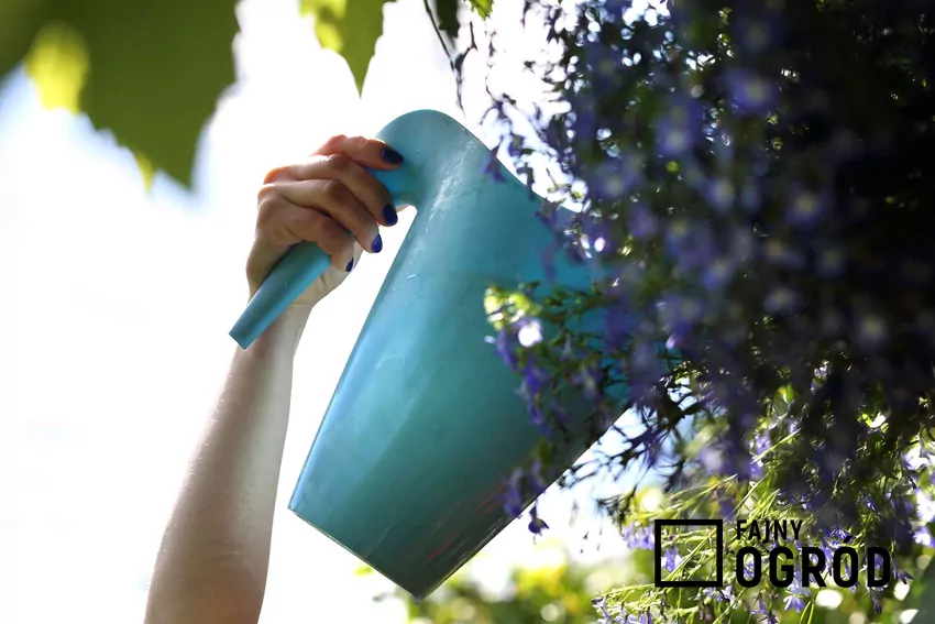 Podlewanie roślin drożdżami