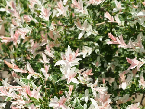 Wierzba Haruko Nishiki