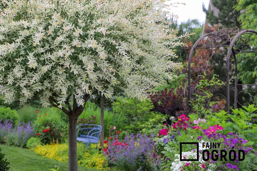 ‘Hakuro-nishiki’ rośnie szybko i wymaga przycinania nawet 2–3 razy w roku ‘Hakuro-nishiki’ w ogrodzie