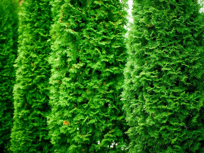 Nawożenie tui - najważniejsze terminy