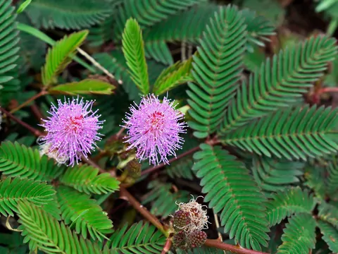 Mimoza wstydliwa w doniczkach i ogrodzie