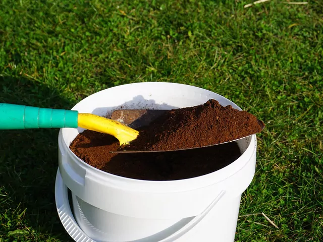 Nawożenie trawnika fusami z kawy