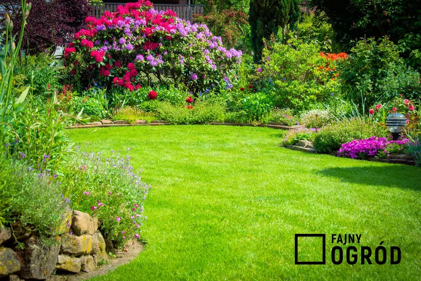 Fusy z kawy są doskonałym nawozem do wielu roślin, jednak nie koniecznie do trawnika