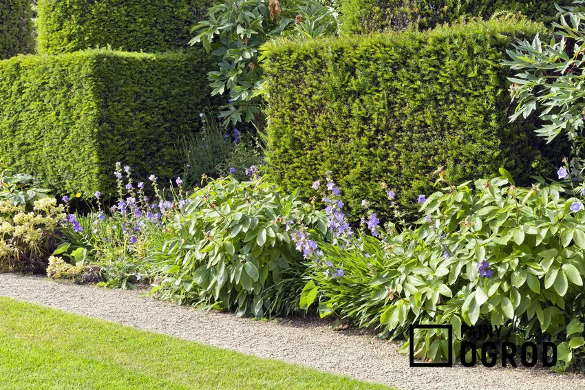 Cis ‘Hicksii’ dobrze rośnie w słońcu i cieniu oraz świetnie znosi formowanie Żywopłot z cisu