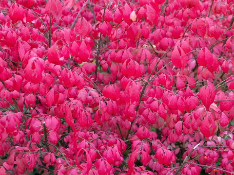 Żywopłot z trzmieliny oskrzydlonej